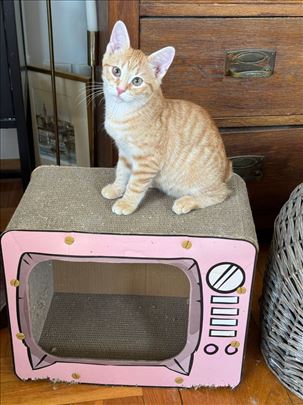 Žuća malo zuto mače trazi dom, macak maca