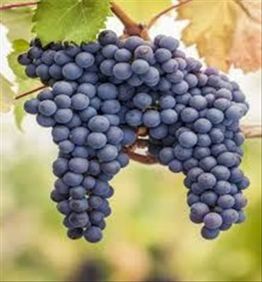 Grožđe za vino
