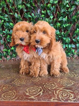 Labradoodle prelepi štenci