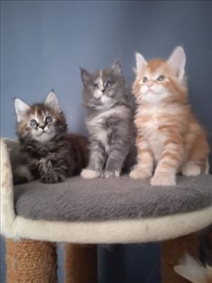 Maine Coon , mače