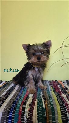 Mini Jorkširski terijeri jorki, ženka i mužjak