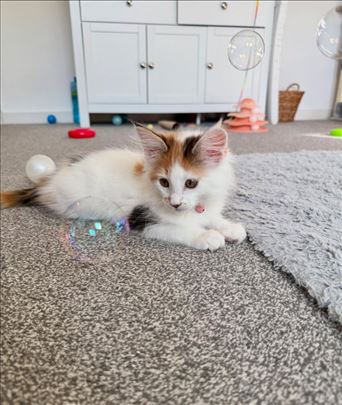 Mačić rase Maine Coon traži novi dom