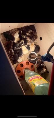 Na prodaju pilici jednodnevni