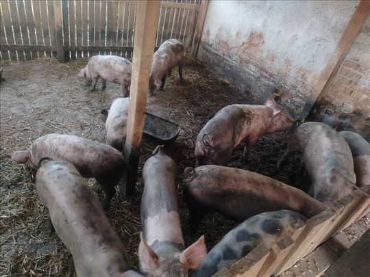 Oko 40kg do 60 na prodaju  vepar  i suprasna krmac