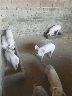 Prasići