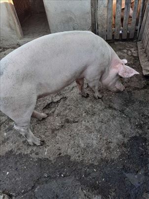 Prodajem belu krmaču oko 200 KG!
