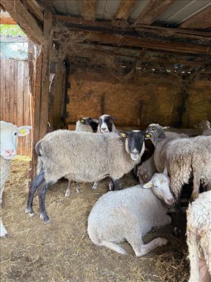 Prodajem sjagnjene ovce