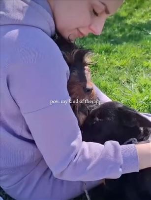 Socijalizacija/dresura pasa u kucnim uslovima