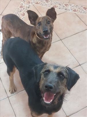 Doni i Boni traže dom