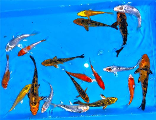 Koi Saran