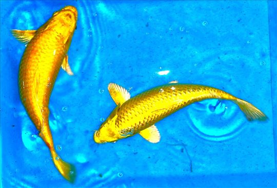 Koi Sarani 25-38 cm