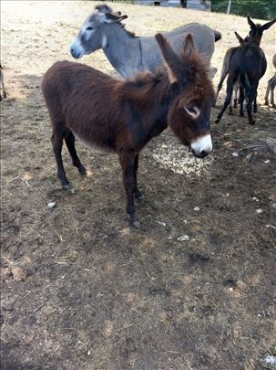 Muško pule,magarence