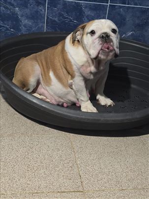 Buldog, odrastao pas