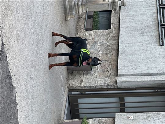 Doberman, odrastao pas