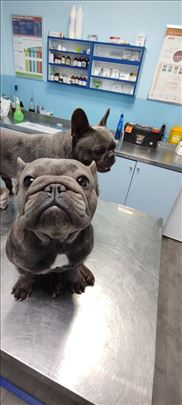 Francuski buldog, Blue micro extreme Gorilla