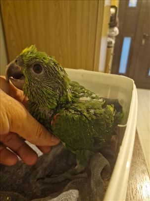 Na prodaju amazonac zutovrati (yellow naped)
