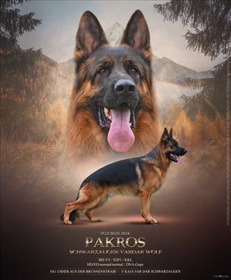 Nemački ovčar, štene