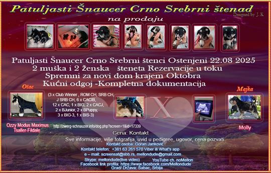 Patuljasti šnaucer, štene