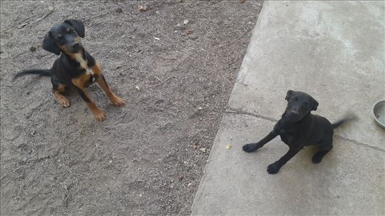 Na poklon dva stenca, Pufi i Bleki