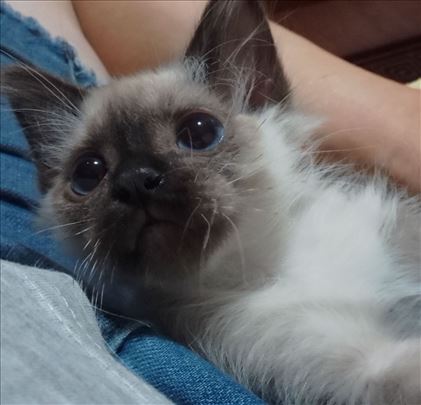 Ragdoll , mače