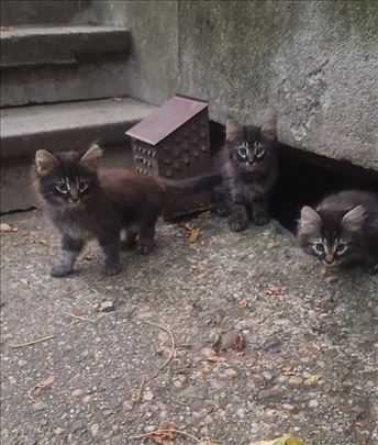 3 maceta traže dom, 2meseca, udomljavanje 