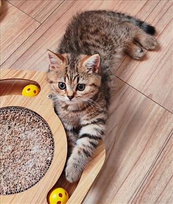 Britanska kratkodlaka, mače