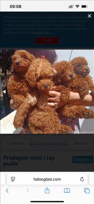 Crvene mini i toy pudle