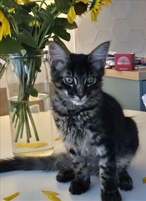 Maine Coon dečak