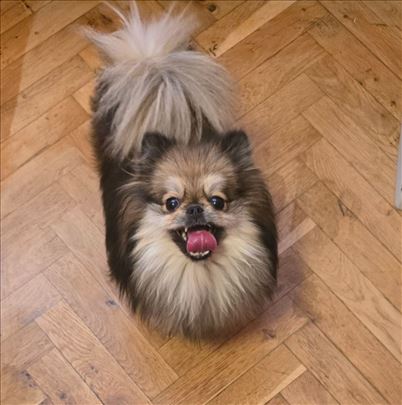 Na prodaju prelepa Pomeranka