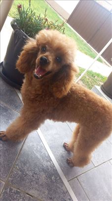 Pudla toy za parenje