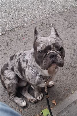 Exoticni Merle francuski buldog za parenje-kućni