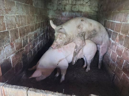 Mlad nerast V. Jorksir extra