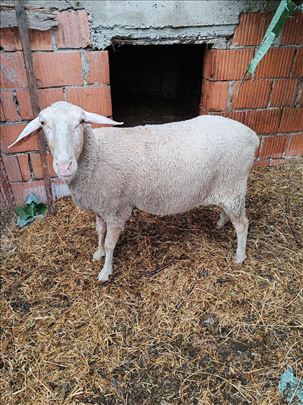 Sjagnjene ovce vinterbeg