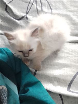 Sveta Birmanska , mače