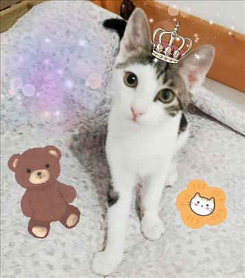 Preslatko, umiljato mače Ilija traži dom