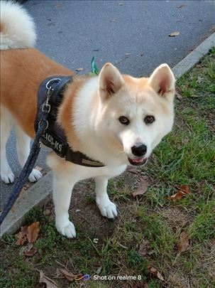 Šetanje pasa /выгул собак / dog walking