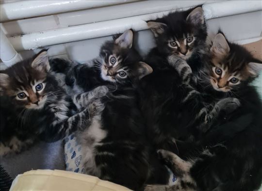 Maine Coon , mače