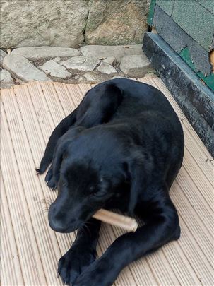 Mešanac crnog labradora štene