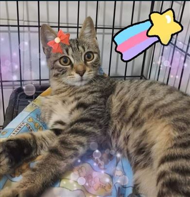 Poklanja se preumiljato mace Tina, stara 3 meseca