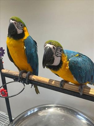 Prekrasne plavo-zlatne ara dostupne