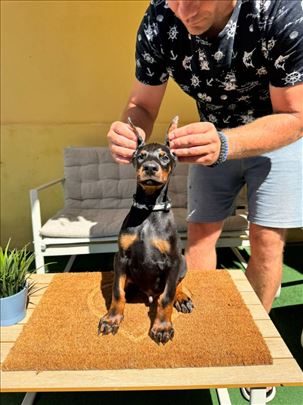 Doberman prelepi štenci