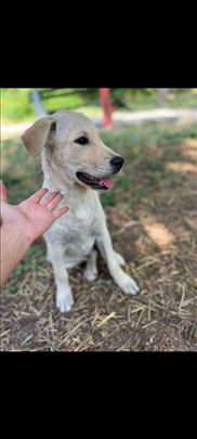 beba labradora mix traži zauvek dom