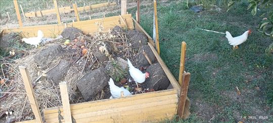 Leghorn petlici na poklon