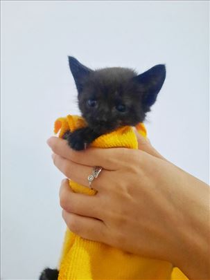 Mače Tutu traži dom, poklanjam