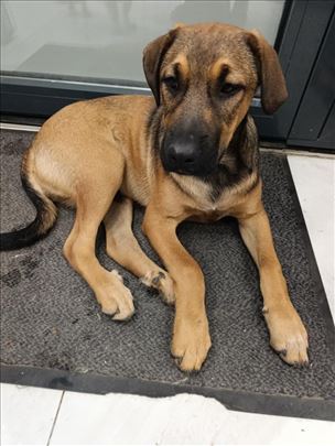 Mešanac, štene presladak 