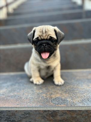 Mops , štene
