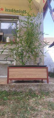 Prodaja sadnica zlatnog bambusa