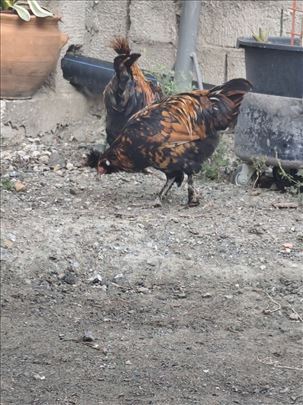 Prodajem petlove rase ruska pavlovska kokoš 