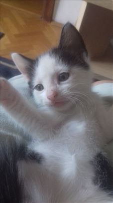 Raznobojni domaci macici traze dom: crno-belo,crno