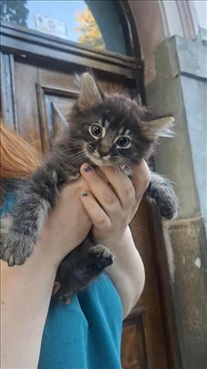 Tri prelepa mačeta stara oko 2 meseca traže dom